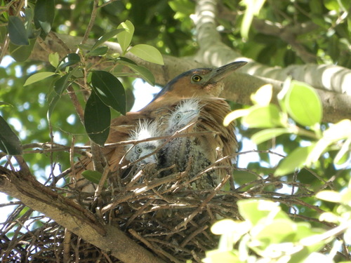Malayan Night Heron, photo 6 of 7