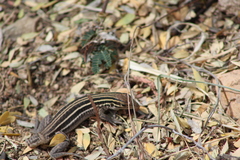 Aspidoscelis uniparens