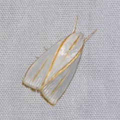 Cryptophasa flavolineata