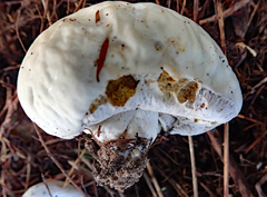 Boletus semigastroideus
