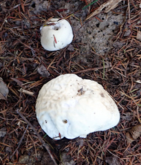 Boletus semigastroideus