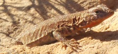 Uta stansburiana uniformis