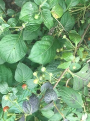 Capsicum rhomboideum