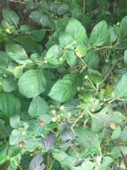 Capsicum rhomboideum