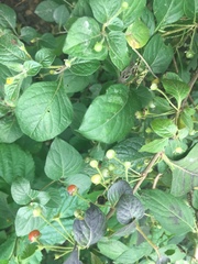 Capsicum rhomboideum