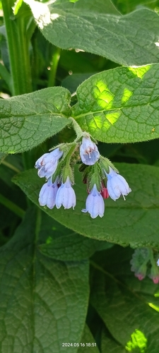 Symphytum caucasicum