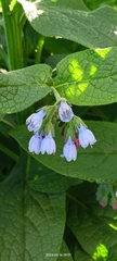 Symphytum caucasicum