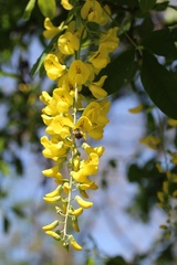 Laburnum anagyroides