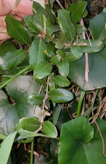 Elaeagnus formosana