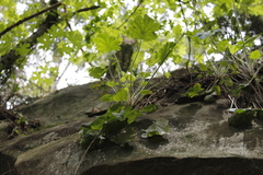 Heuchera micrantha diversifolia