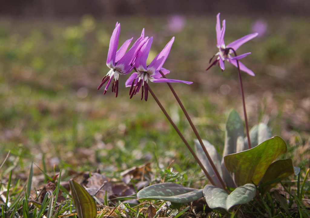 Erythronium sulevii