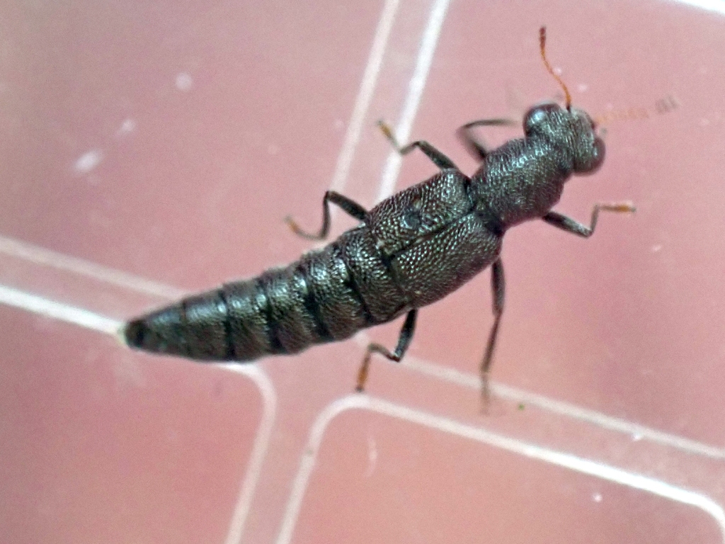 Rove beetle