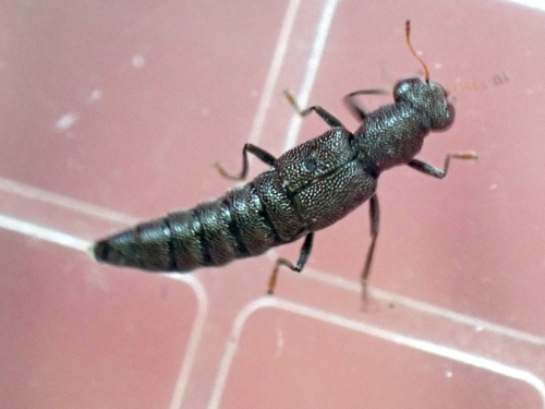 Rove beetle