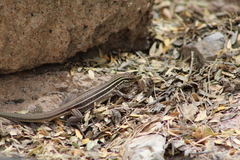 Aspidoscelis uniparens