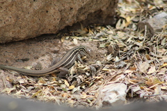 Aspidoscelis uniparens