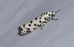 Ethmia clytodoxa
