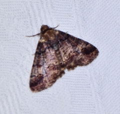 Cryphaea xylina