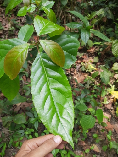 Elaeocarpus robustus observed 2024-05-15