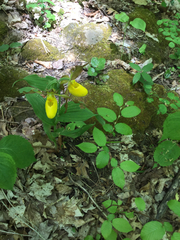 Cypripedium parviflorum pubescens