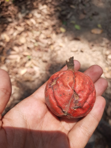 Chisocheton cumingianus observed 2024-05-15