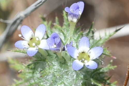 hoary pincushionplant (Navarretia eriocephala)