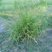 Green Panic Grass - Photo (c) Colin Meurk, some rights reserved (CC BY-SA), uploaded by Colin Meurk