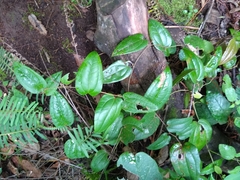 Smilax moranensis