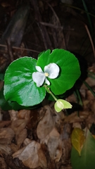 Begonia semperflorens-cultorum