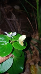 Begonia semperflorens-cultorum