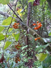 Smilax moranensis