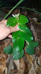 Begonia semperflorens-cultorum