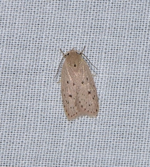 Brachynemata restricta