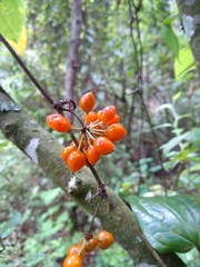 Smilax moranensis