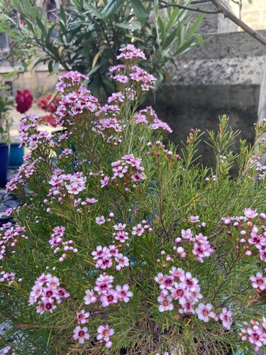 Foto de Flor-de-cera