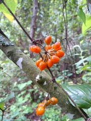Smilax moranensis