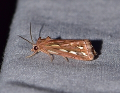 Meyrickella torquesauria