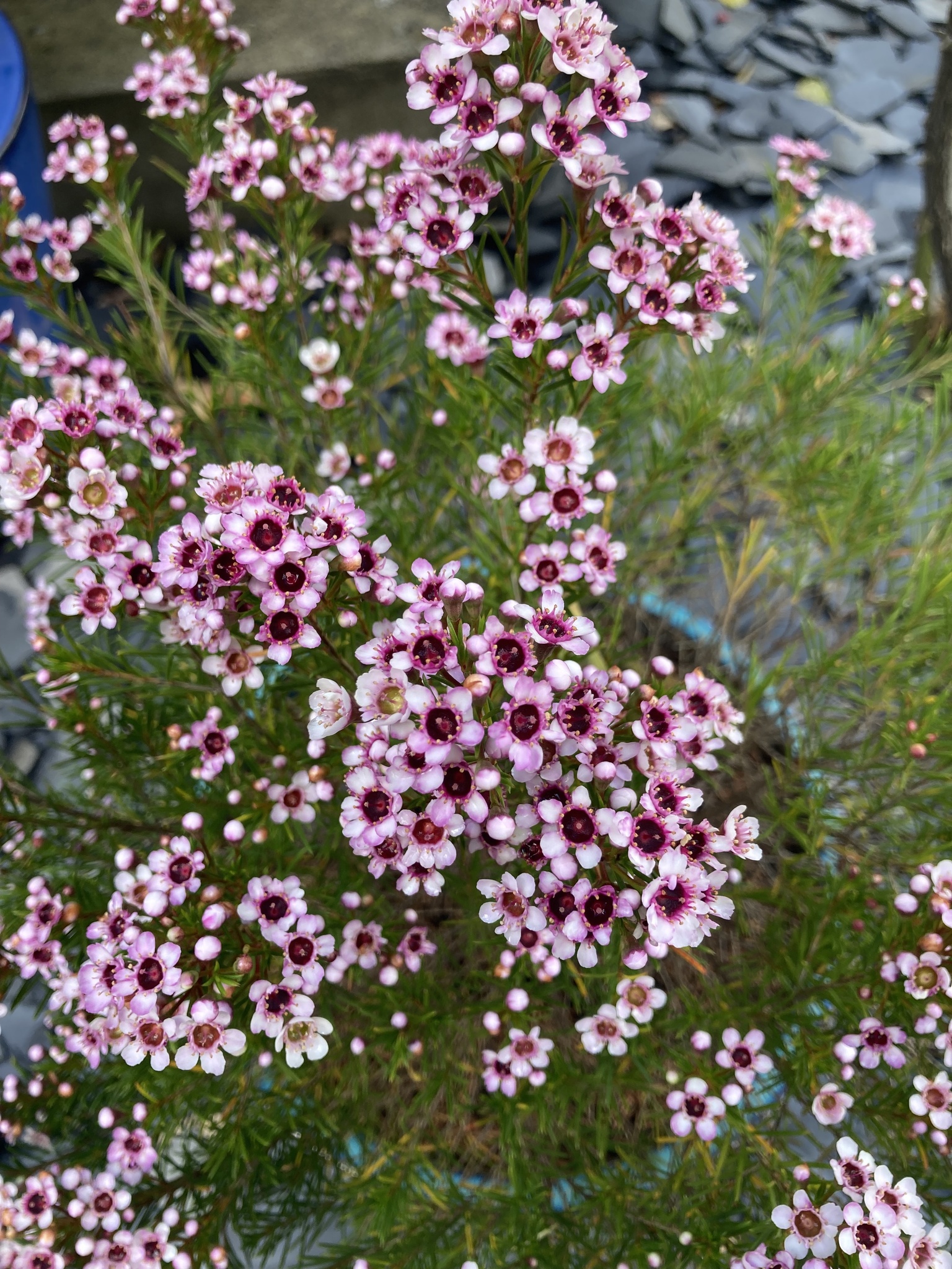 Imagem de Flor-de-cera