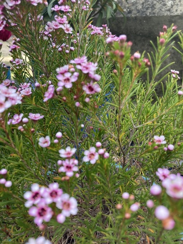 Foto de Flor-de-cera