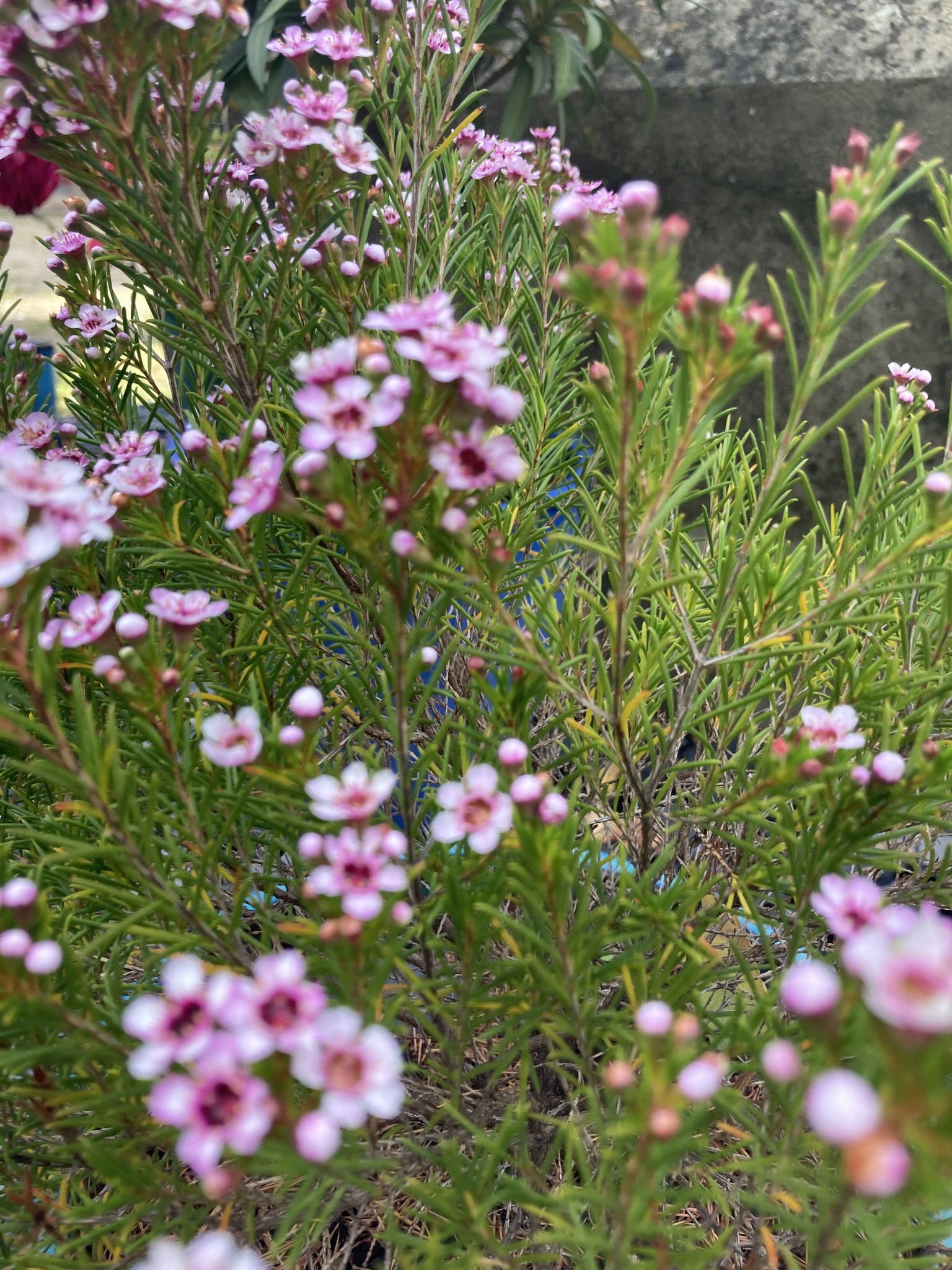 Imagem de Flor-de-cera