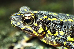 Leptophryne javanica