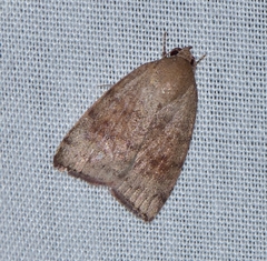 Austrocarea iocephala