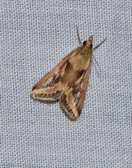 Achyra massalis