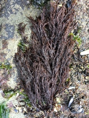 Cryptosiphonia woodii