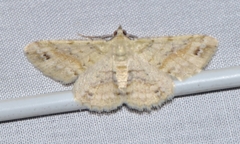 Scioglyptis lithenopa