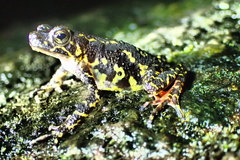 Leptophryne javanica