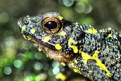 Leptophryne javanica