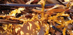 Sargassum lacerifolium