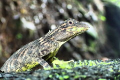 Pseudocalotes tympanistriga