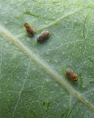 Ctenarytaina eucalypti