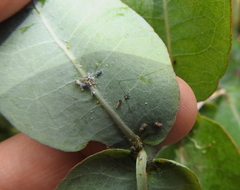 Ctenarytaina eucalypti